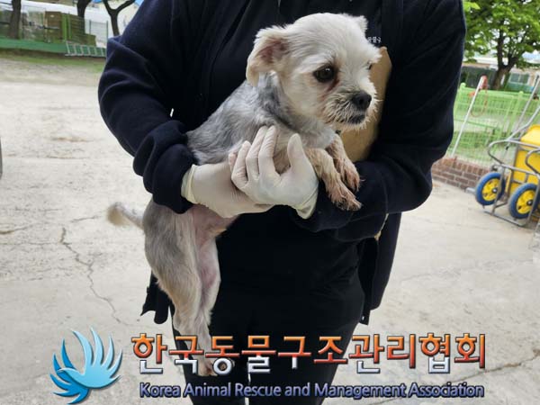 공고 번호가 서울-영등포-2024-00025인 믹스견 동물 사진  