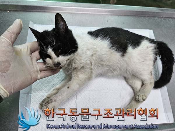 공고 번호가 서울-강서-2024-00060인 한국 고양이 동물 사진  