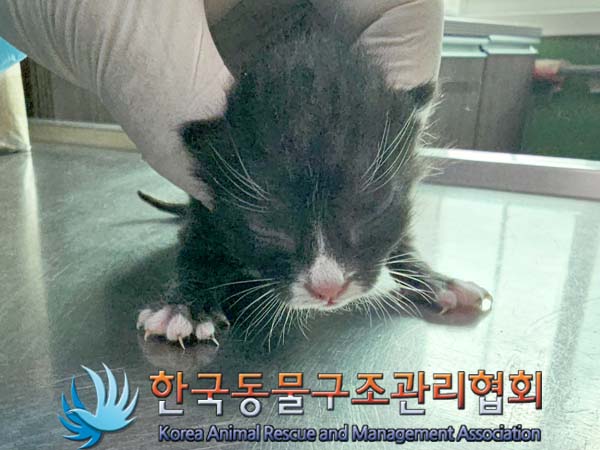 공고 번호가 경기-파주-2024-00369인 한국 고양이 동물 사진  