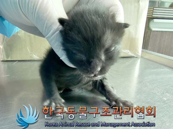 공고 번호가 경기-파주-2024-00370인 한국 고양이 동물 사진  