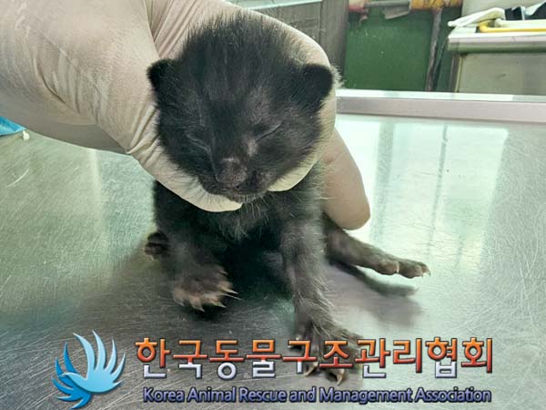 공고 번호가 경기-파주-2024-00371인 한국 고양이 동물 사진  