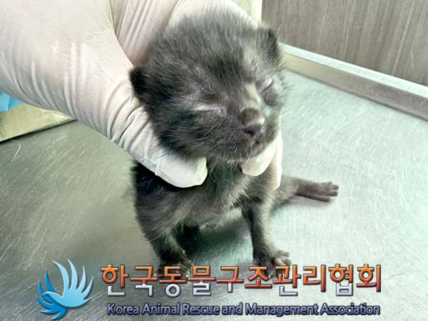 공고 번호가 경기-파주-2024-00372인 한국 고양이 동물 사진  