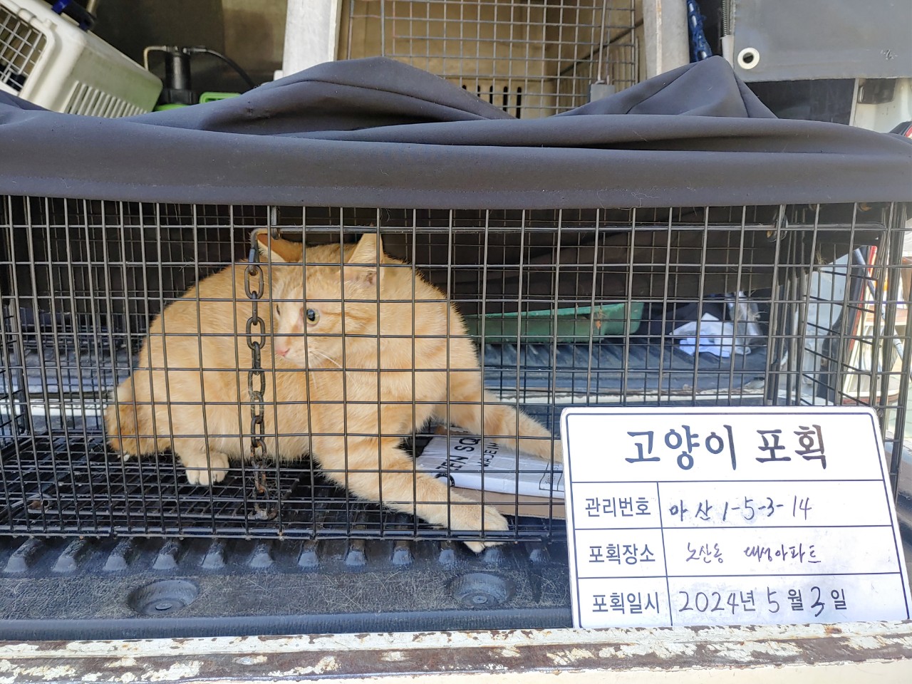 보호중동물사진 공고번호-경남-마산-2024-00631