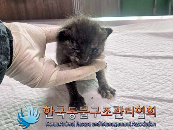 공고 번호가 서울-종로-2024-00045인 한국 고양이 동물 사진  