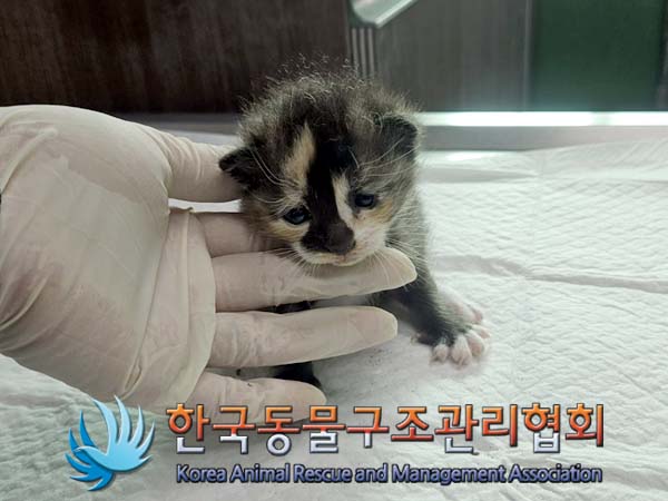 공고 번호가 서울-종로-2024-00046인 한국 고양이 동물 사진  