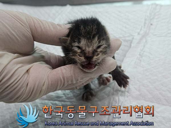 공고 번호가 경기-양주-2024-00222인 한국 고양이 동물 사진  