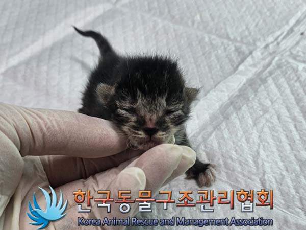 공고 번호가 경기-양주-2024-00221인 한국 고양이 동물 사진  