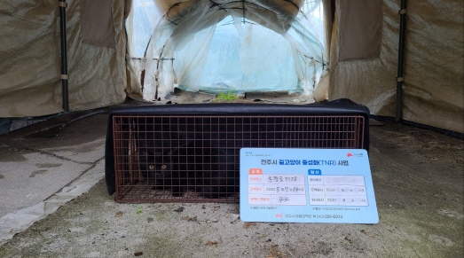 보호중동물사진 공고번호-전북-전주-2024-01077