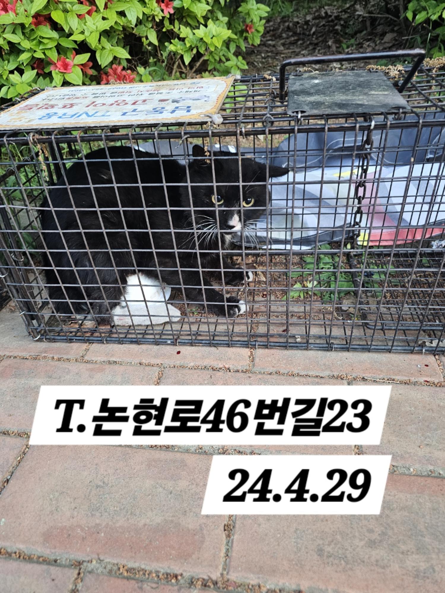 보호중동물사진 공고번호-인천-남동-2024-00250