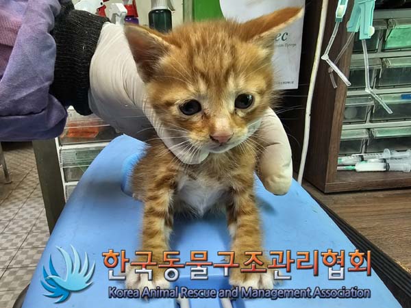 공고 번호가 서울-광진-2024-00046인 한국 고양이 동물 사진