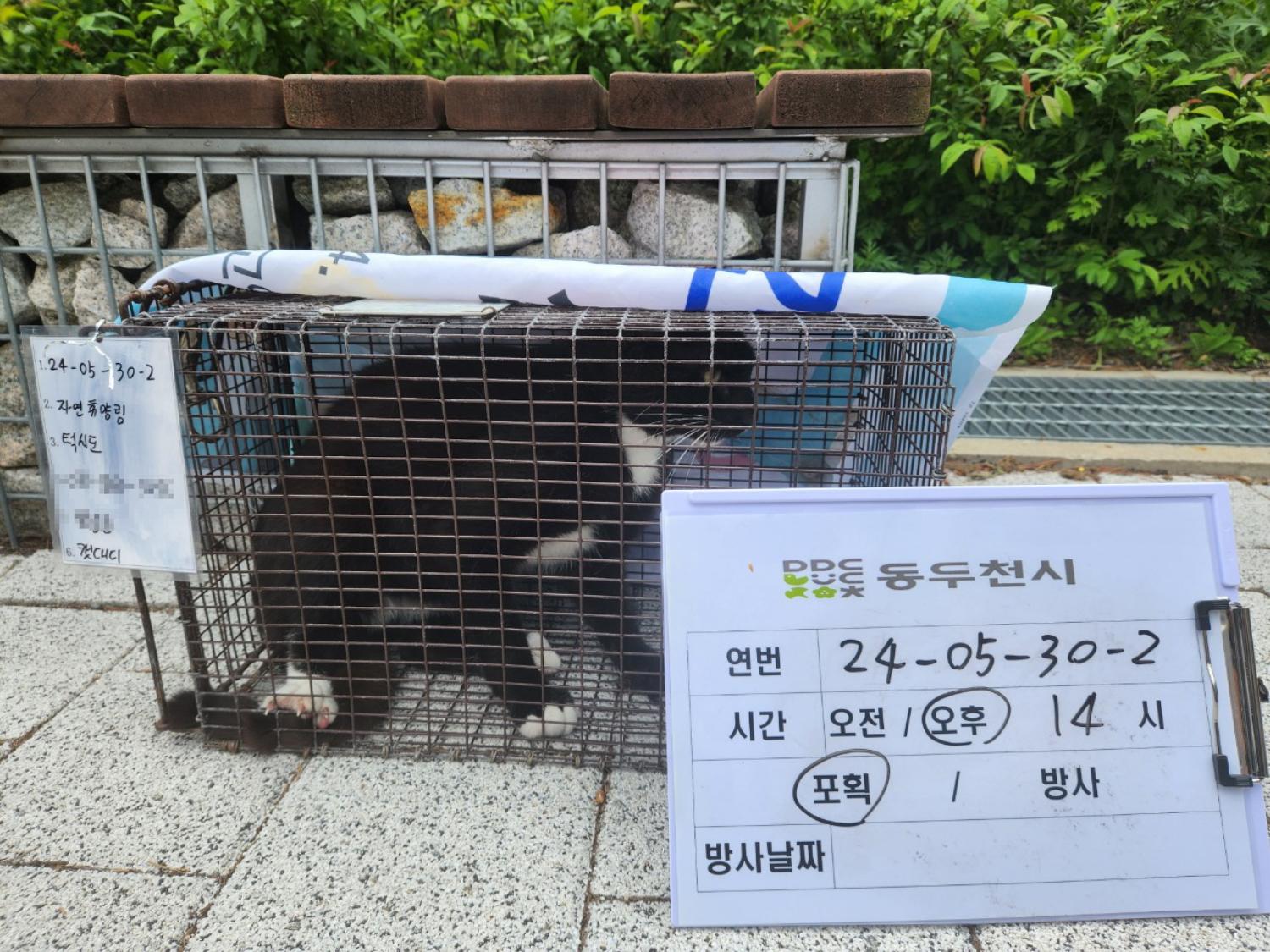 보호중동물사진 공고번호-경기-동두천-2024-00066