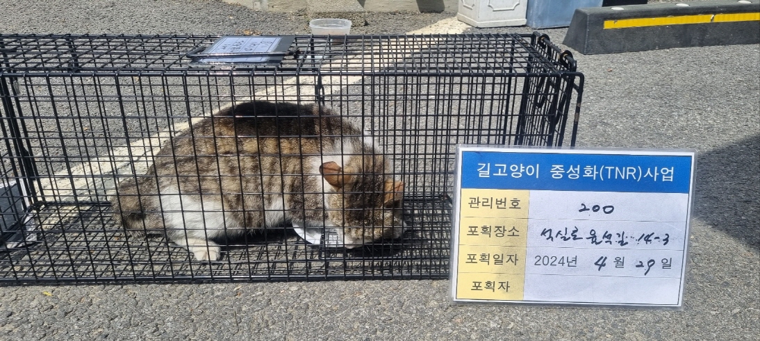 보호중동물사진 공고번호-경기-남양주-2024-00916