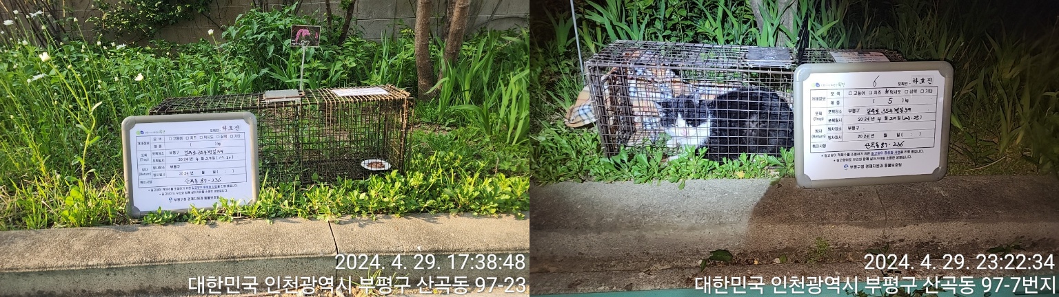 보호중동물사진 공고번호-인천-부평-2024-00071