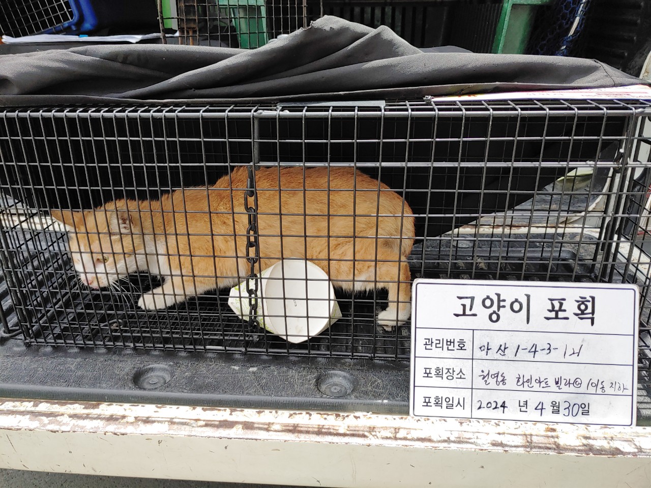 보호중동물사진 공고번호-경남-마산-2024-00603