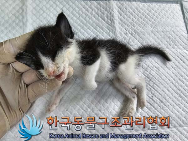 공고 번호가 서울-종로-2024-00070인 한국 고양이 동물 사진  