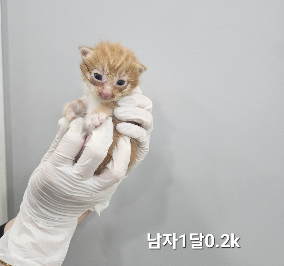 공고 번호가 충북-옥천-2024-00239인 한국 고양이 동물 사진