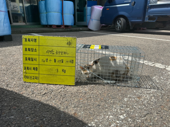 보호중동물사진 공고번호-충북-청주-2024-01222