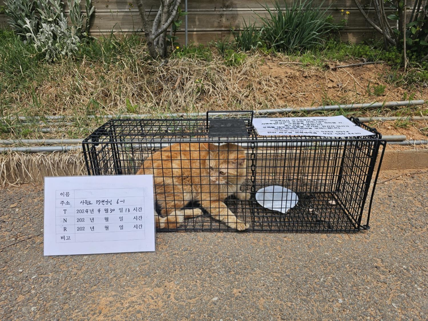 보호중동물사진 공고번호-인천-서구-2024-00463