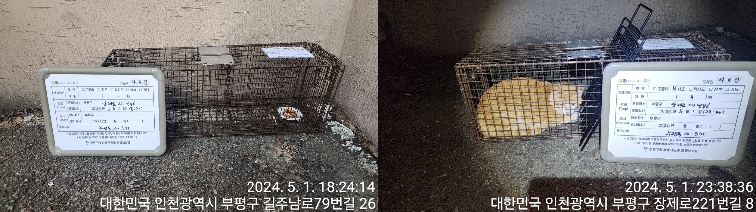 보호중동물사진 공고번호-인천-부평-2024-00088