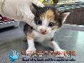 공고 번호가 경기-김포-2024-00278인 한국 고양이 동물 사진