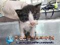 공고 번호가 경기-김포-2024-00276인 한국 고양이 동물 사진