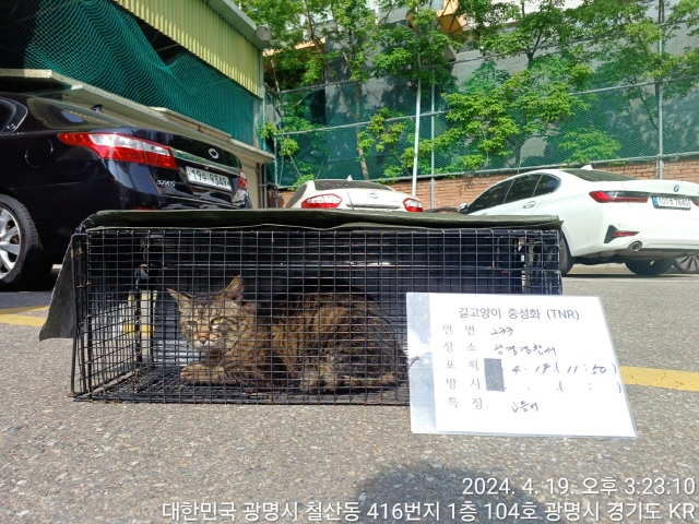 보호중동물사진 공고번호-경기-광명-2024-00235