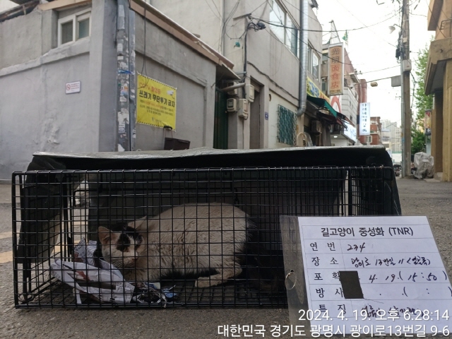 보호중동물사진 공고번호-경기-광명-2024-00236