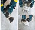 공고 번호가 충남-논산-2024-00263인 한국 고양이 동물 사진