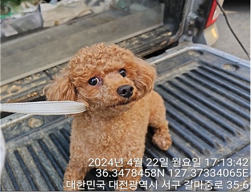 공고 번호가 대전-서구-2024-00121인 푸들 동물 사진  