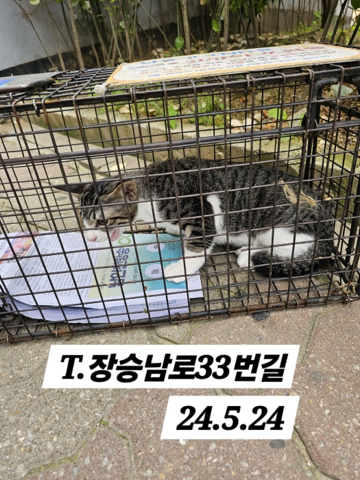 보호중동물사진 공고번호-인천-남동-2024-00322