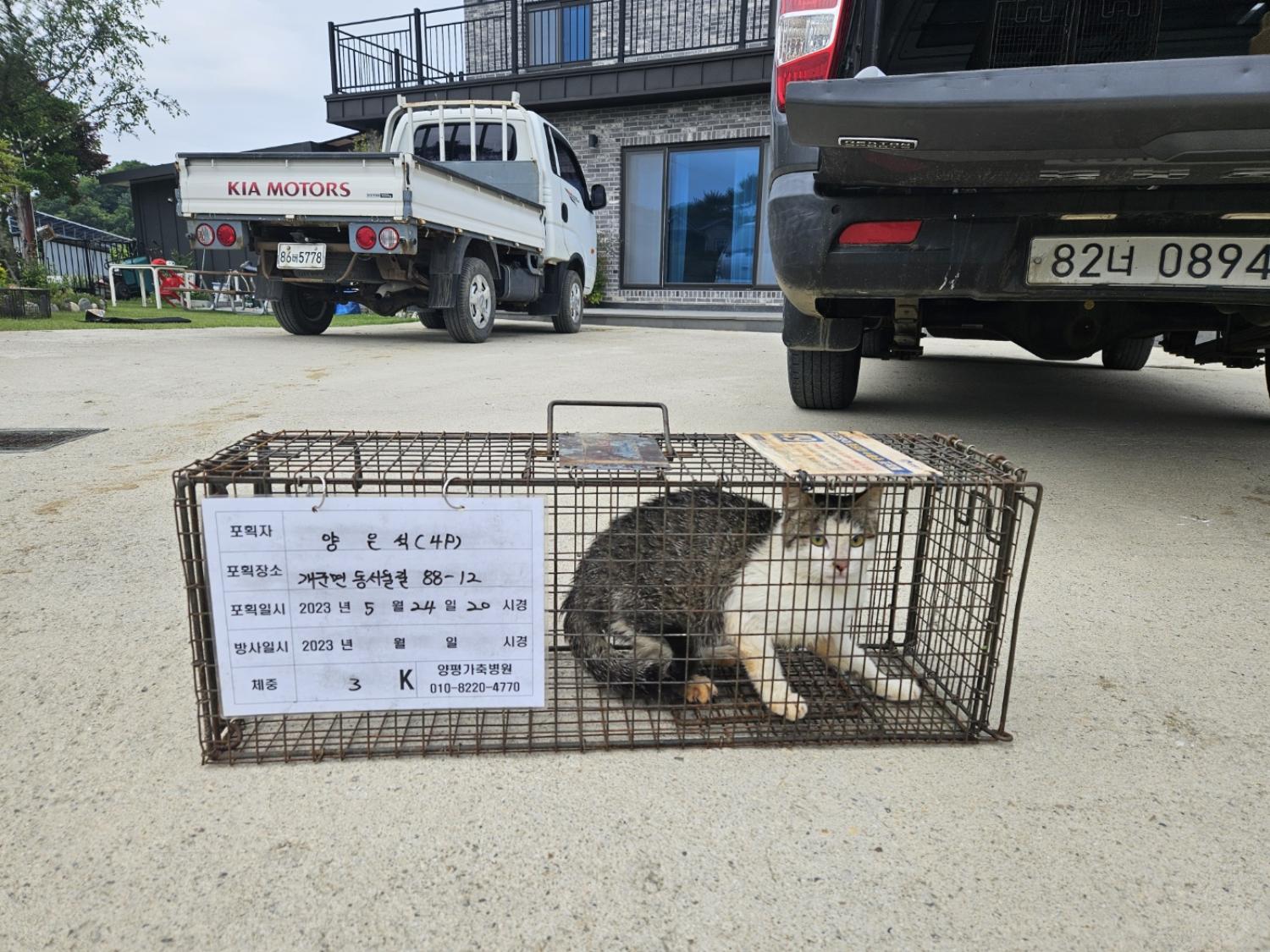 보호중동물사진 공고번호-경기-양평-2024-00752