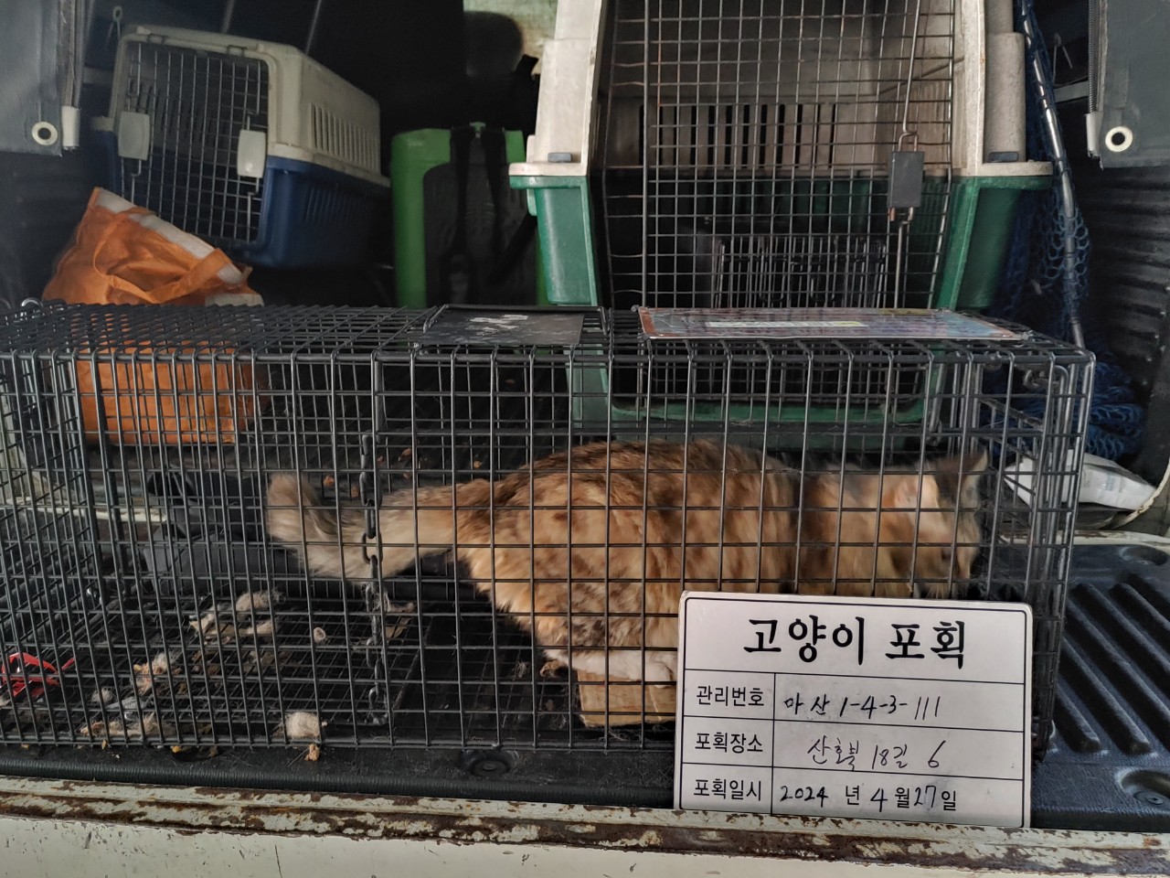 보호중동물사진 공고번호-경남-마산-2024-00587