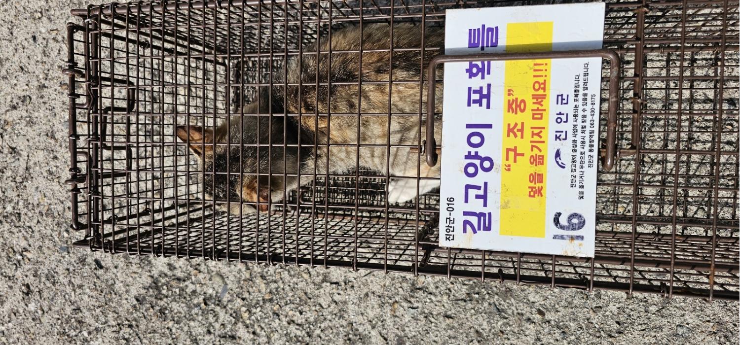 보호중동물사진 공고번호-전북-진안-2024-00222