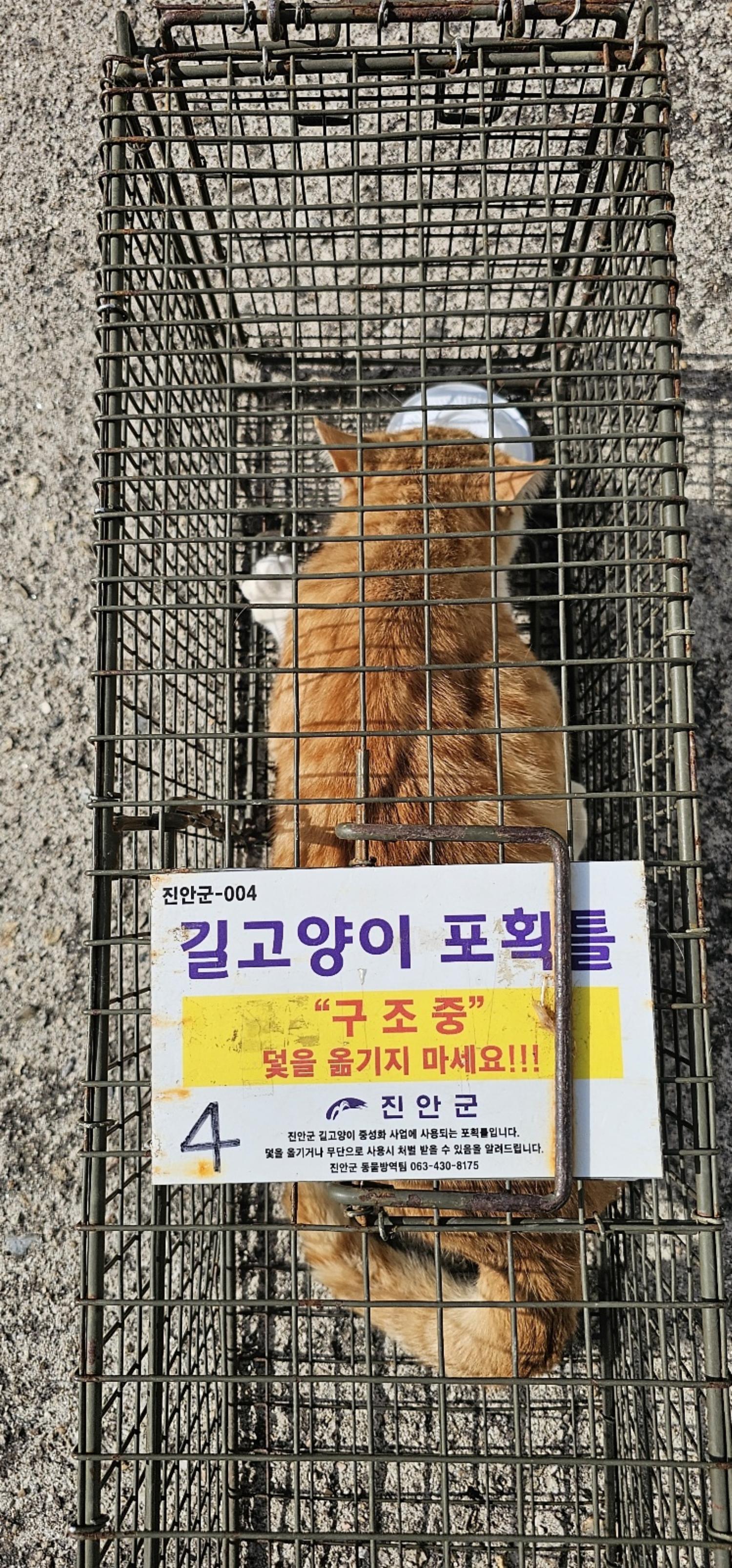 보호중동물사진 공고번호-전북-진안-2024-00220