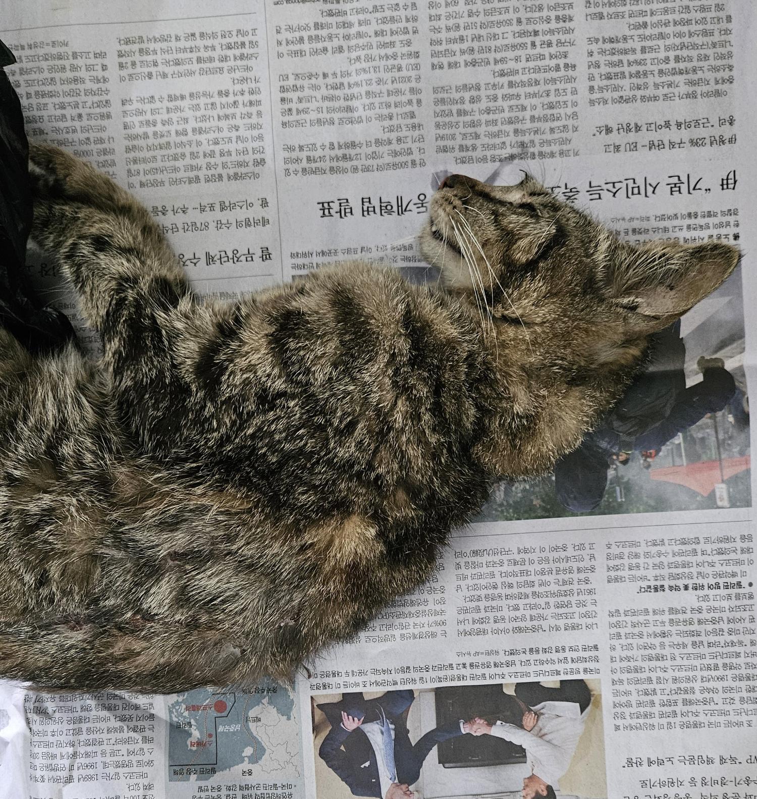 공고 번호가 대구-남구-2024-00076인 한국 고양이 동물 사진  
