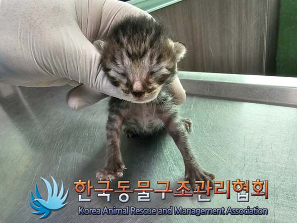 공고 번호가 경기-포천-2024-00348인 한국 고양이 동물 사진