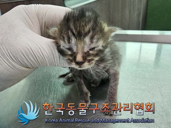 공고 번호가 경기-포천-2024-00349인 한국 고양이 동물 사진