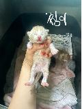 공고 번호가 전남-영암-2024-00202인 한국 고양이 동물 사진