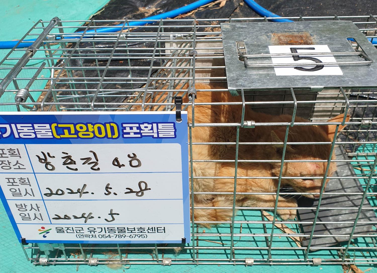 보호중동물사진 공고번호-경북-울진-2024-00079