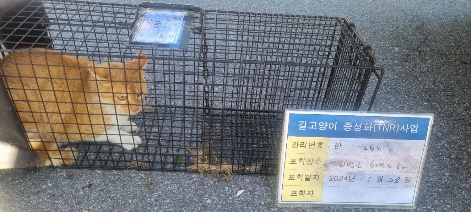 보호중동물사진 공고번호-경기-남양주-2024-01197