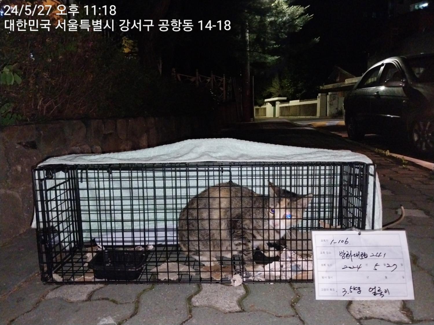 보호중동물사진 공고번호-서울-강서-2024-00202