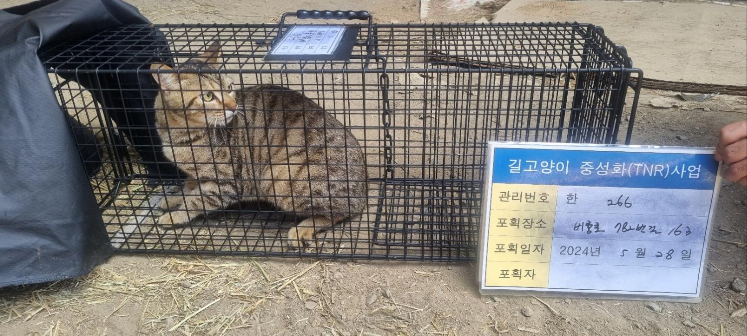 보호중동물사진 공고번호-경기-남양주-2024-01199