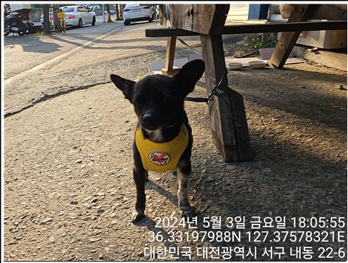 공고 번호가 대전-서구-2024-00135인 믹스견 동물 사진