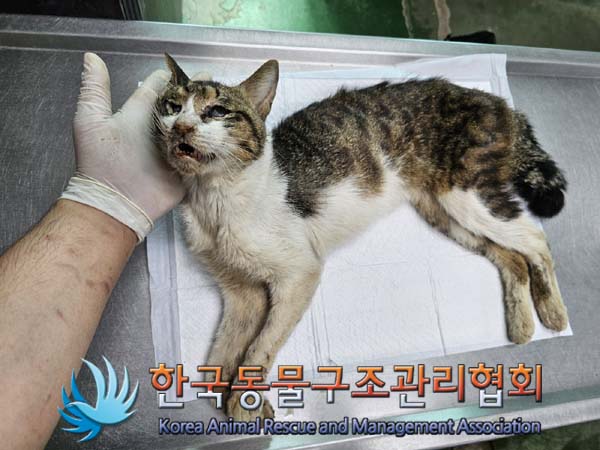 공고 번호가 서울-송파-2024-00054인 한국 고양이 동물 사진  