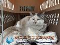 보호중동물사진 공고번호-경기-포천-2023-00076
