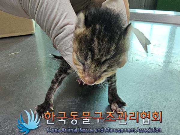 공고 번호가 경기-파주-2024-00431인 한국 고양이 동물 사진  