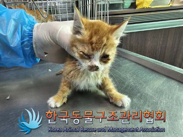 공고 번호가 서울-종로-2024-00049인 한국 고양이 동물 사진  