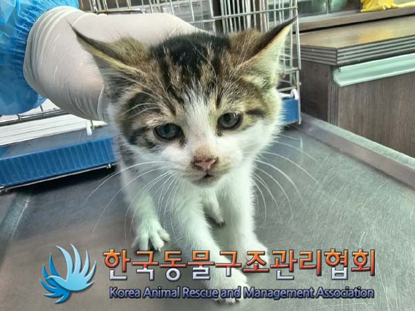 공고 번호가 서울-종로-2024-00048인 한국 고양이 동물 사진  