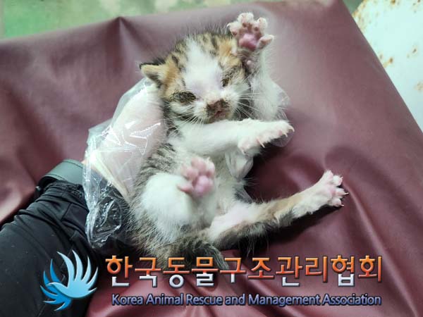공고 번호가 경기-의정부-2024-00083인 한국 고양이 동물 사진