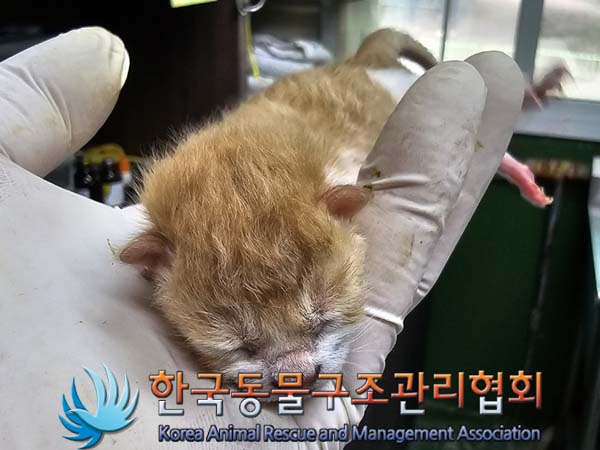 공고 번호가 경기-김포-2024-00352인 한국 고양이 동물 사진  